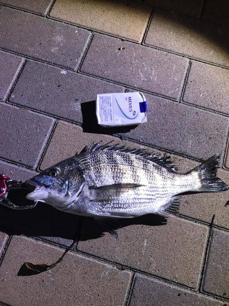 クロダイ、フッコ！