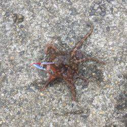 スーパーライトショアジギング