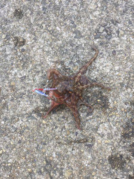 スーパーライトショアジギング