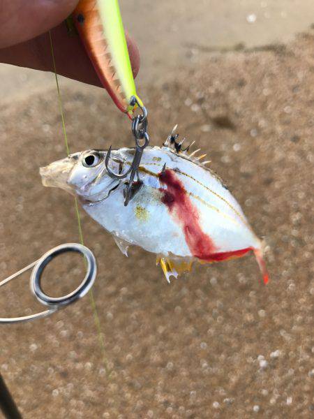 夕まずめから楠サーフ