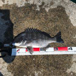 今日の紀州釣り