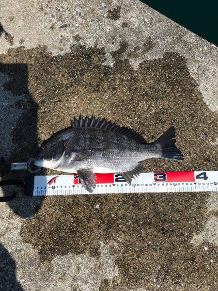 今日の紀州釣り