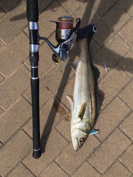 ポートアイランドでツーバスとシーバス！