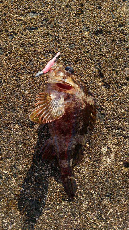 鯊クランクベイト(笑)。