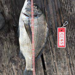 礫浦三吉丸筏での五目釣り