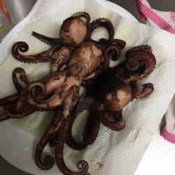 ロックのちオクトパス