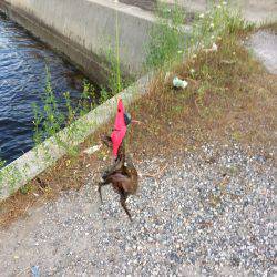 タコリベンジならず