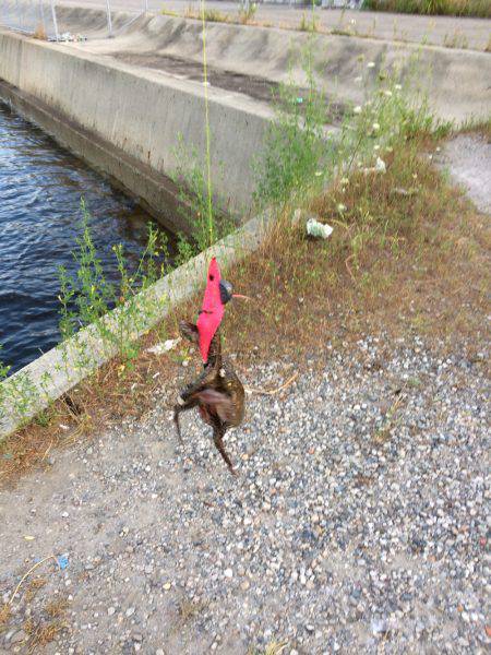 タコリベンジならず