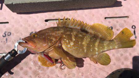 マイボートでタイラバ、ジギング