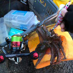 タコちゅ〜快調！