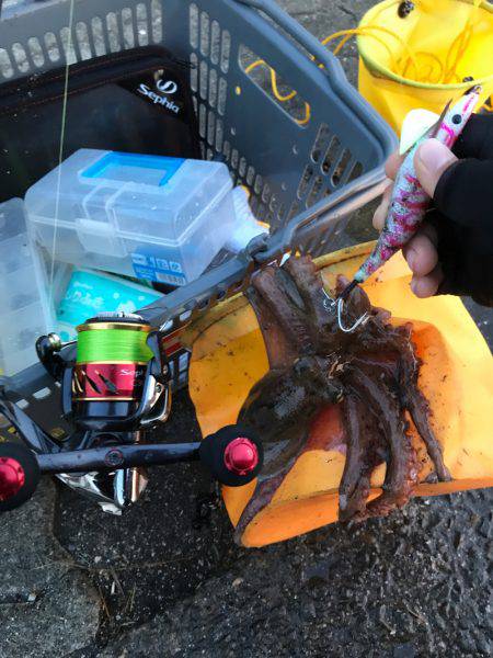 タコちゅ〜快調！