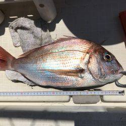 念願の明石鯛!!