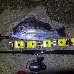 淀川チニング&ハゼ⁈