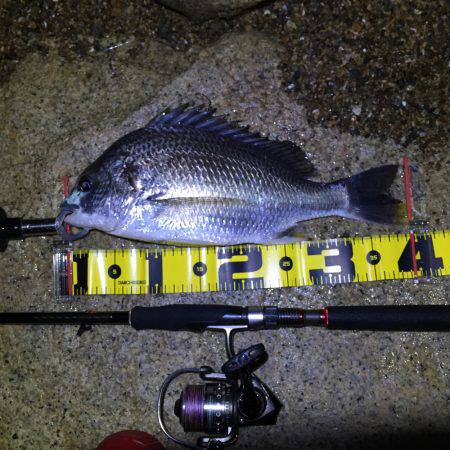 淀川チニング&ハゼ⁈