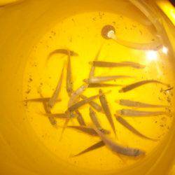 本命のヒラメは釣れなくて外道が釣れる(笑)