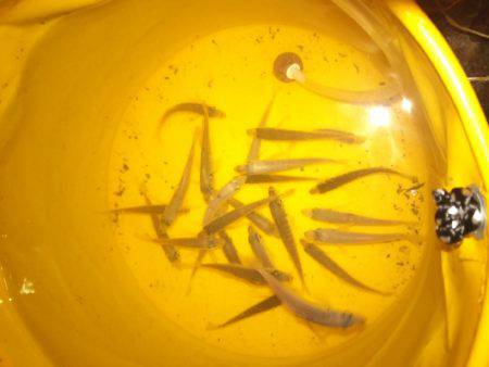 本命のヒラメは釣れなくて外道が釣れる(笑)