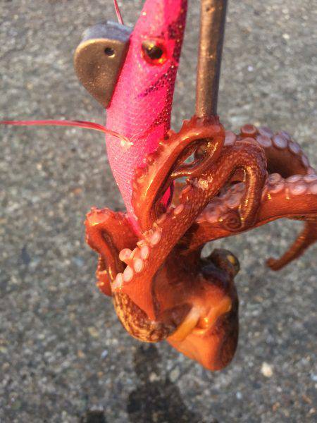 タコのちガシラ