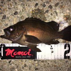 真夏のメバリング