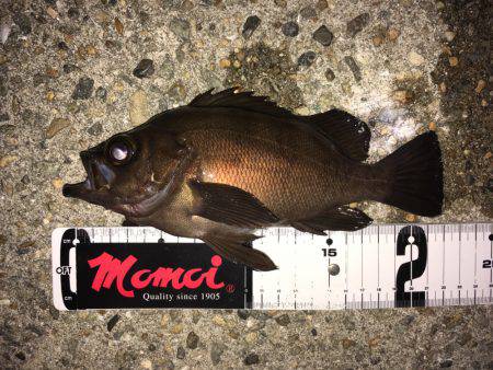 真夏のメバリング