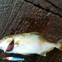 爆釣カマス＆シマアジ