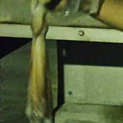 シブシブシブーい