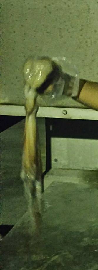 シブシブシブーい