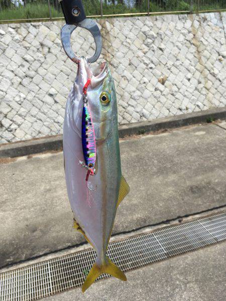 ツバス、少しずつサイズアップ^_^;