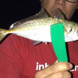 マアジ、ガシラ、アコウ