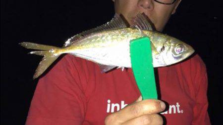 マアジ、ガシラ、アコウ