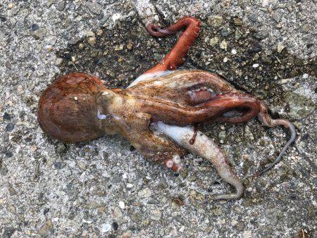 ちょい投げ釣行