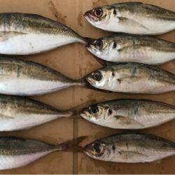 夜通しアジング…風、水深、ポイントに課題