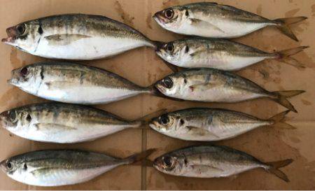 夜通しアジング...風、水深、ポイントに課…