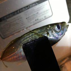 ふらっと豆アジ！