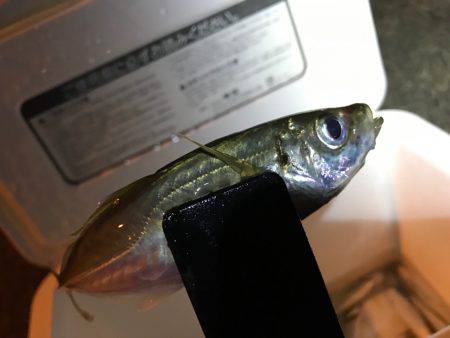 ふらっと豆アジ！