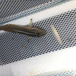 テナガエビ見れず