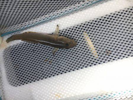 テナガエビ見れず