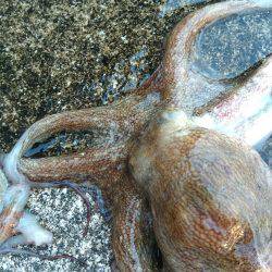 タコ　ダブルヘッダー