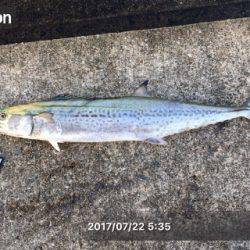 ツバス狙いのはずが