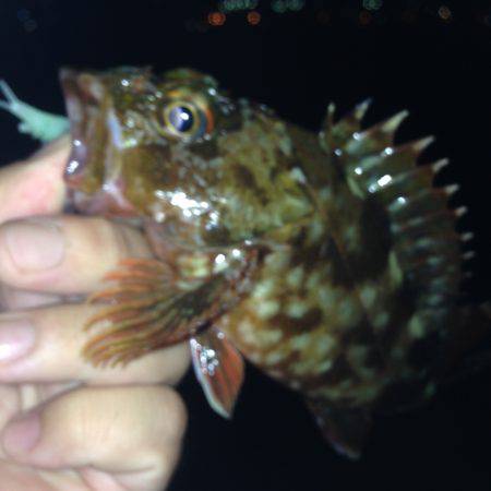 垂水漁港でガシリング！！