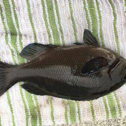 サビキでグレが…