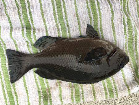 サビキでグレが…