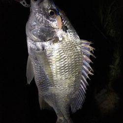 まだまだ釣れてます！