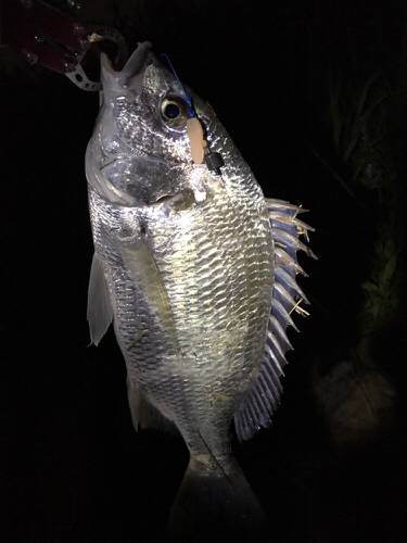 まだまだ釣れてます！