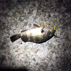 小サバと小メバル