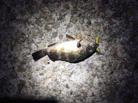 小サバと小メバル