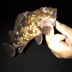 垂水漁港でガシリング！！