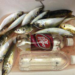 久々のアジング