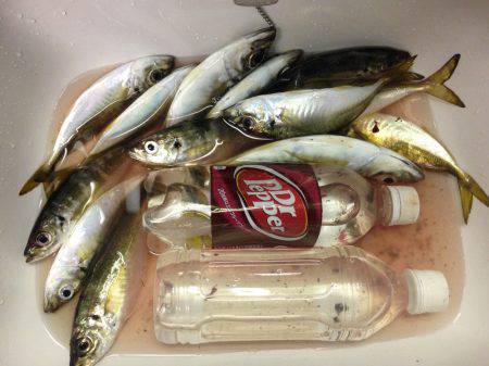 久々のアジング