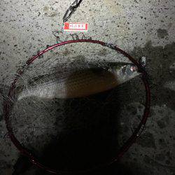 活性高いのはボラのみ