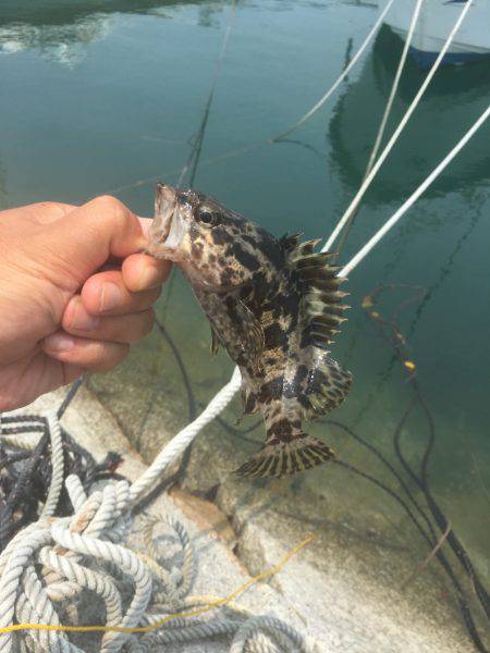 ロック！フィッシュ！